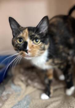 Rescue Domestic Short Hair Cats for Adoption in Blair, Nebraska - Nora | PetCurious