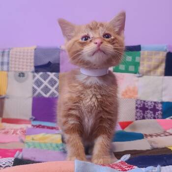 Domestic Short Hair Cats Available for Adoption in Evansville, Indiana - Fandango | PetCurious