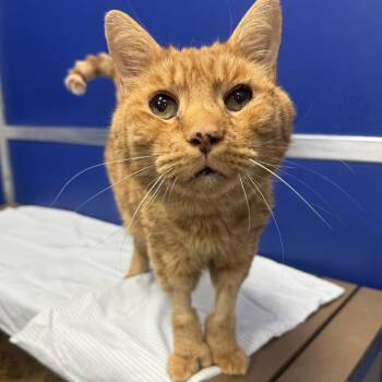 Rescue Domestic Short Hair Cats for Adoption in Philadelphia, Pennsylvania - Mike | PetCurious