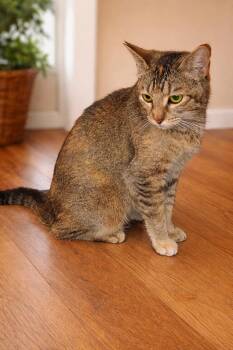 Domestic Short Hair Cats Available for Adoption in The Woodlands, Texas - Sally | PetCurious
