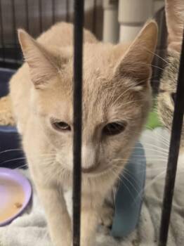 Ogre -  Domestic Short Hair Cat for Adoption in Salisbury, Maryland - Ogre | PetCurious