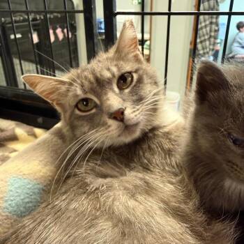 Muse -  Domestic Short Hair Cat for Adoption in Richmond, Indiana - Muse | PetCurious