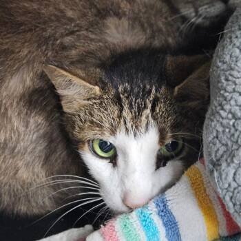Bananas -  Domestic Short Hair Cat for Adoption in Ridgely, Maryland - Bananas | PetCurious