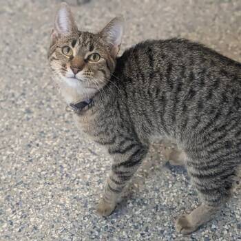 Maxine -  Domestic Short Hair Cat for Adoption in Prairie Du Chien, Wisconsin - Maxine | PetCurious