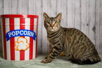 James -  Domestic Short Hair Cat for Adoption in Roanoke, Texas - James | PetCurious
