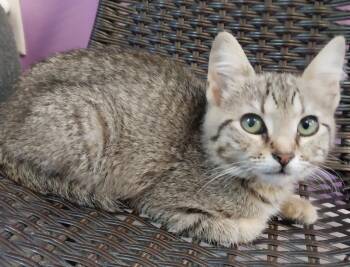 Sprinkle * IN FOSTER * -  Domestic Short Hair Cat for Adoption in South Bend, Indiana - Sprinkle * IN FOSTER * | PetCurious