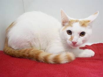 WILBER TRENT -  Domestic Short Hair Cat for Adoption in Sacramento, California - WILBER TRENT | PetCurious