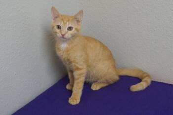 Mr. Sunshine -  Domestic Short Hair Cat for Adoption in Fountain Hills, Arizona - Mr. Sunshine | PetCurious
