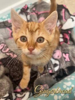 Gingerbread...as sweet as his name and twice as adorable -  Domestic Short Hair Cat for Adoption in Murfreesboro, Tennessee - Gingerbread...as Sweet As His Name And Twice As Adorable | PetCurious