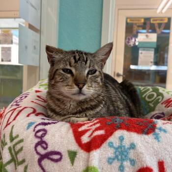 Duncan -  Domestic Short Hair Cat for Adoption in Fresno, California - Duncan | PetCurious