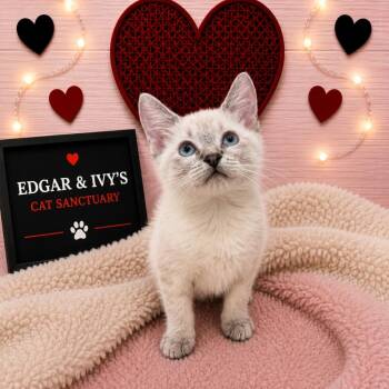 Nettle -  Siamese Cat for Adoption in Corpus Christi, Texas - Nettle | PetCurious