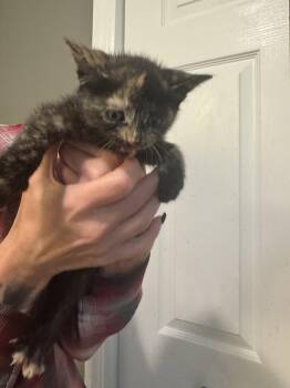 Tortoiseshell and Domestic Short Hair Cats Available for Adoption in Ringwood, New Jersey - Vidia | PetCurious