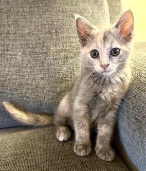 Rescue Russian Blue Cats for Adoption in Wimauma, Florida - Nadia (& Nico) | PetCurious