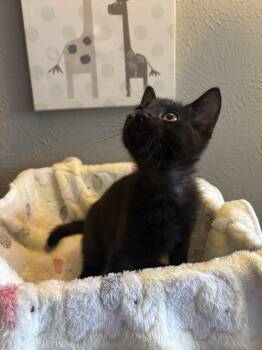 Alfred -  Domestic Short Hair Cat for Adoption in Dallas, Texas - Alfred | PetCurious