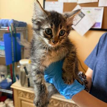 Remy -  Domestic Medium Hair Cat for Adoption in Corinth, Mississippi - Remy | PetCurious