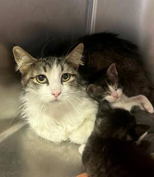 Domestic Medium Hair Cats Available for Adoption in Thousand Palms, California - REBA | PetCurious