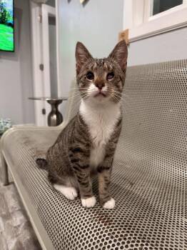 Murdoch -  Domestic Short Hair Cat for Adoption in Greensburg, Pennsylvania - Murdoch | PetCurious