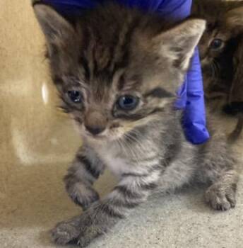 PETEY -  Domestic Short Hair Cat for Adoption in Louisville, Kentucky - PETEY | PetCurious