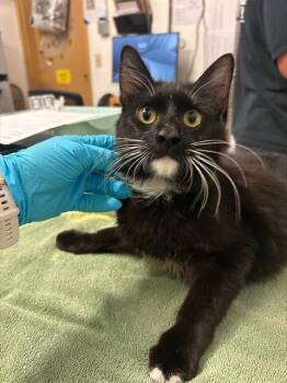A053542 -  Domestic Medium Hair Cat for Adoption in Alameda, California - A053542 | PetCurious