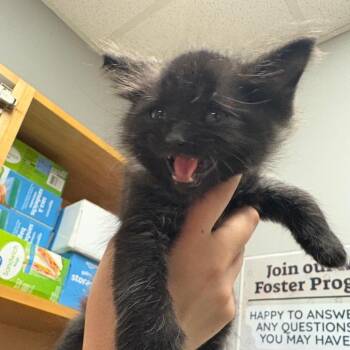 Hex -  Domestic Medium Hair Cat for Adoption in Chattanooga, Tennessee - Hex | PetCurious