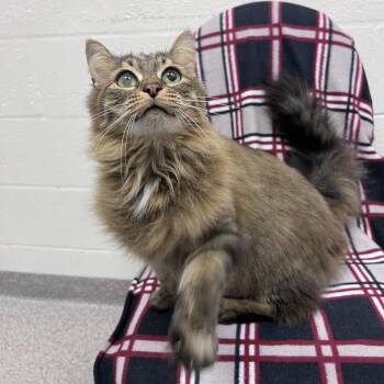 Domestic Long Hair Cats Available for Adoption - Daisy | PetCurious
