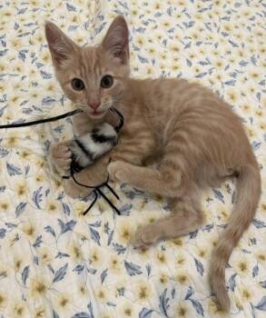 Carmine -  Domestic Short Hair Cat for Adoption in Elk Grove, California - Carmine | PetCurious