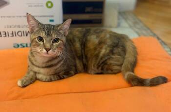 Domestic Short Hair Cats Available for Adoption in San Antonio, Texas - Madeline | PetCurious