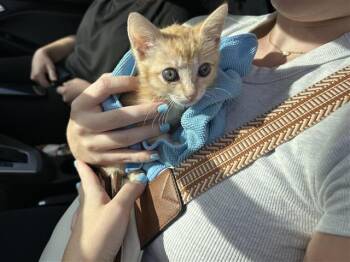 MARSHALL -  Domestic Short Hair Cat for Adoption in San Antonio, Texas - MARSHALL | PetCurious