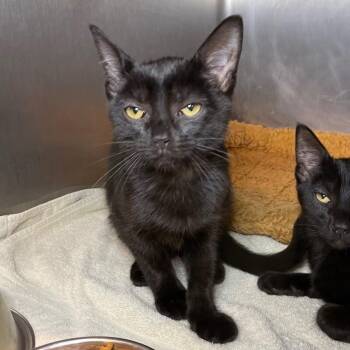 Jana -  Domestic Short Hair Cat for Adoption in Roanoke, Virginia - Jana | PetCurious