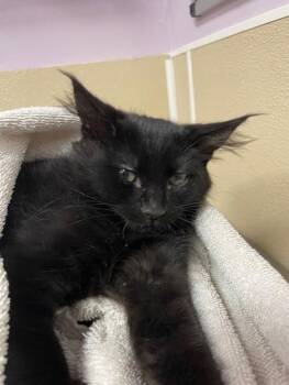 Starboard -  Domestic Medium Hair Cat for Adoption in Vancouver, Washington - Starboard | PetCurious