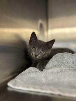 Domestic Short Hair Cats Available for Adoption in Munster, Indiana - Pineapple | PetCurious