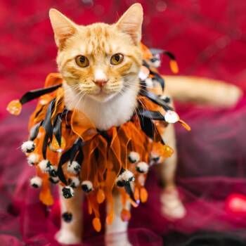 Orange - C -  Domestic Short Hair Cat for Adoption in East St. Louis, Illinois - Orange - C | PetCurious