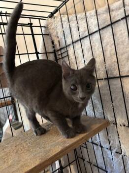 Sapphire -  Domestic Short Hair Cat for Adoption in Camp Hill, Pennsylvania - Sapphire | PetCurious