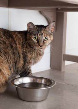 Bella -  Domestic Short Hair Cat for Adoption in Boise, Idaho - Bella | PetCurious