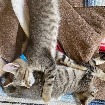Domestic Short Hair Cats Available for Adoption in Minnetonka, Minnesota - Neil C68989 | PetCurious