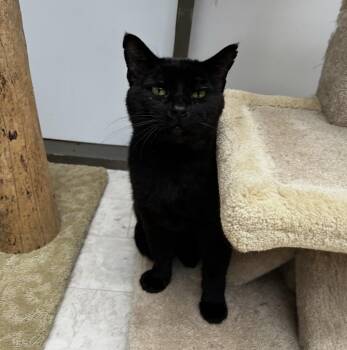 James -  Domestic Short Hair Cat for Adoption in Maple Ridge, British Columbia - James | PetCurious