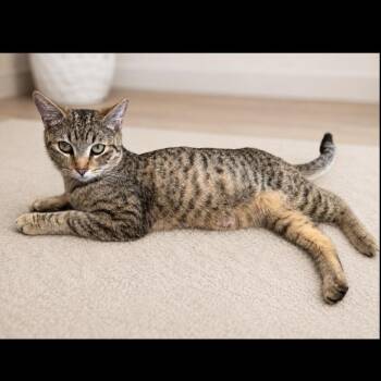 Mia -  Domestic Short Hair Cat for Adoption in Long Beach, California - Mia | PetCurious