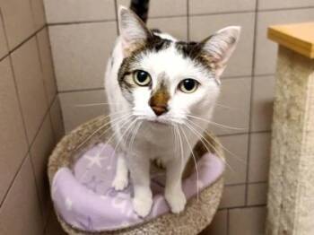 Lina -  Domestic Short Hair Cat for Adoption in Golden Valley, Minnesota - Lina | PetCurious