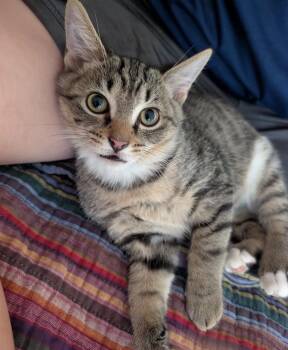Bean -  Domestic Short Hair Cat for Adoption in Maineville, Ohio - Bean | PetCurious