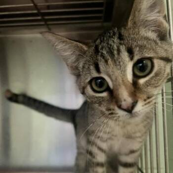 Suki -  Domestic Short Hair Cat for Adoption in Dayton, Ohio - Suki | PetCurious