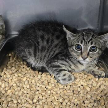 Carson 26-0434 -  Domestic Short Hair Cat for Adoption in Yanceyville, North Carolina - Carson 26-0434 | PetCurious