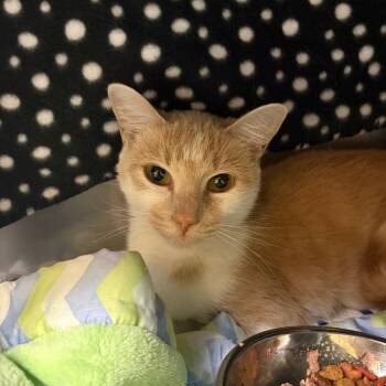 Shrimp -  Domestic Short Hair Cat for Adoption in Morristown, Vermont - Shrimp | PetCurious