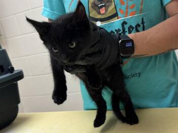 BABY -  Domestic Short Hair Cat for Adoption in Colorado Springs, Colorado - BABY | PetCurious