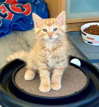 DAVID -  Domestic Long Hair Cat for Adoption in St. Peters, Missouri - DAVID | PetCurious