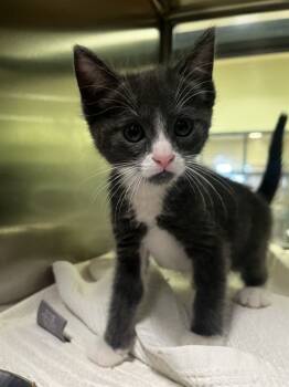 Rescue Domestic Medium Hair Cats for Adoption in Thousand Palms, California - SAMMY | PetCurious