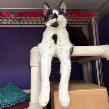 Domestic Short Hair Cats Available for Adoption - Fifi — Bonded Buddy With Two Toe | PetCurious