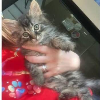 Derek - in Union Bridge, MD -  Domestic Long Hair Cat for Adoption - Derek - In Union Bridge, MD | PetCurious