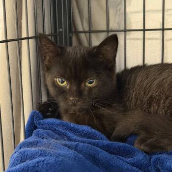 Honey -  Domestic Short Hair Cat for Adoption in Hampton Bays, New York - Honey | PetCurious