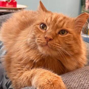 Propane -  Domestic Long Hair Cat for Adoption in Cincinnati, Ohio - Propane | PetCurious