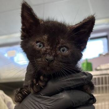 Domestic Short Hair Cats Available for Adoption in West Palm Beach, Florida - Kinger | PetCurious